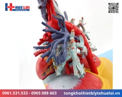 Mô hình giải phẫu tim phổi và các mạch máu lớn (Tỷ lệ 2/3)