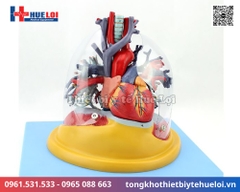 Mô hình giải phẫu tim phổi và các mạch máu lớn (Tỷ lệ 2/3)