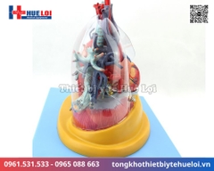 Mô hình giải phẫu tim phổi và các mạch máu lớn (Tỷ lệ 2/3)