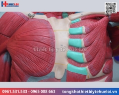 Mô hình giải phẫu cơ và nội tạng toàn cơ thể 170cm tháo rời chi tiết