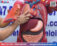 Mô hình giải phẫu cơ và nội tạng toàn cơ thể 170cm tháo rời chi tiết