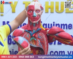Mô hình giải phẫu cơ và nội tạng toàn cơ thể 170cm tháo rời chi tiết