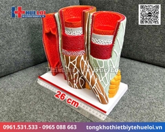 Mô hình giải phẫu các lớp mạch máu cao cấp (Động mạch & Tĩnh mạch)