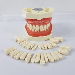 Răng nhựa thay thế Hàm thực hành mài cùi