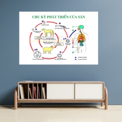 Tranh chu kỳ phát triển của sán