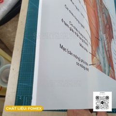 Tranh Cơ lưng các lớp nông