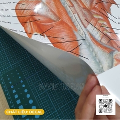 Tranh Cơ lưng các lớp nông