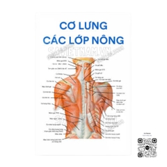 Tranh Cơ lưng các lớp nông
