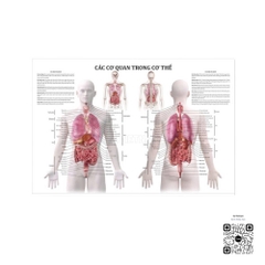 Tranh giải phẫu các cơ quan trong cơ thể