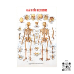 Tranh Giải phẫu hệ xương - MS02