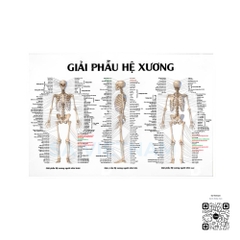 Tranh Giải phẫu hệ xương - MS01