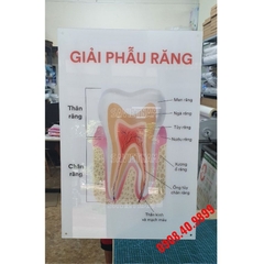 Tranh "Giải phẫu răng, Cấu tạo răng"
