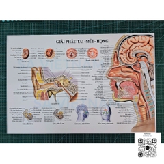 Tranh giải phẫu tai mũi họng - MS01