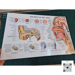 Tranh giải phẫu tai mũi họng - MS01