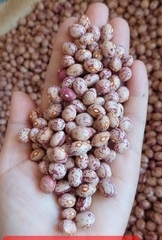 Đậu Cúc Sạch 1kg ( Gói)