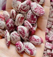 Đậu Ngự Nghệ An 1kg ( Túi)