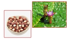 Khiếm Thực Dưỡng Sinh 500gr