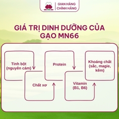 Gạo MN66 - Túi 5kg