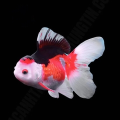 Ba Đuôi Oranda Đuôi Lụa (Fantail Goldfish)