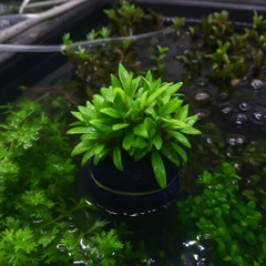 Hoàng Thái Dương (15 nhánh) lá cạn