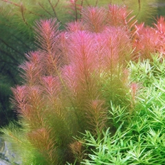 Cây thủy sinh luân thảo đỏ không cần CO2, phân nền (lá cạn)