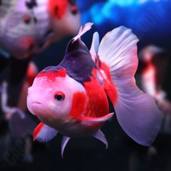 Ba Đuôi Oranda Đuôi Lụa (Fantail Goldfish)