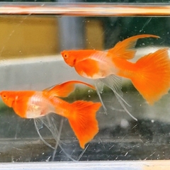 Cá Bảy Màu Koi Đỏ