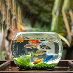 Chậu cá mini để bàn kèm phụ kiện decor