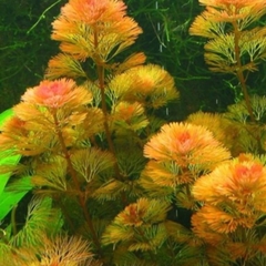 Rong La Hán đỏ dễ trồng, không cần CO2