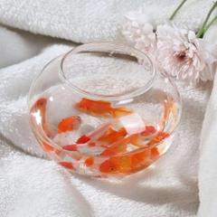 Chậu cá tròn trong suốt để bàn