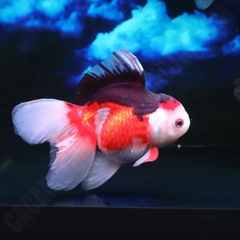 Ba Đuôi Oranda Đuôi Lụa (Fantail Goldfish)