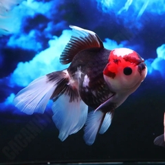 Cá Ba Đuôi Oranda Đuôi Lụa