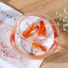 Chậu cá tròn trong suốt để bàn