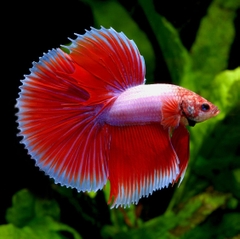 Betta trống (cá xiêm trống)