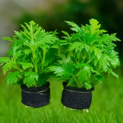 Thủy Cúc (10 nhánh) – Cây thủy sinh dễ trồng, lá xẻ đẹp