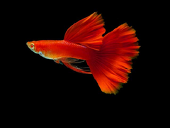 Cá Bảy Màu Red Albino