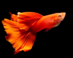 Cá Bảy Màu Red Albino