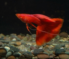 Cá Bảy Màu Red Albino
