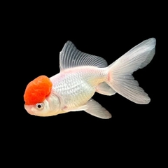 Cá Hạc Đỉnh Hồng