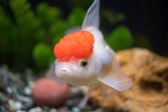 Cá Hạc Đỉnh Hồng