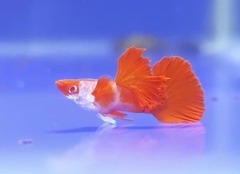 Cá Bảy Màu Koi Đỏ