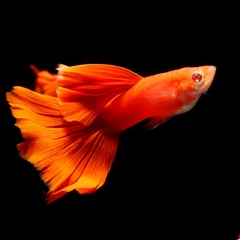 Cá Bảy Màu Red Albino