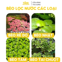 Bèo Tấm, Bèo Nhật, Bèo Rể Đỏ, Bèo Tai Chuột, Bèo Dâu Lọc Nước Hồ Cá, Bể Cá 7 Màu Tự Nhiên