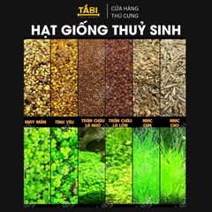 Hạt giống thủy sinh cho hồ cá - Hạt giống trân châu, có trái tim, cỏ may mắn, ngưu mao chiên 10G/ Túi