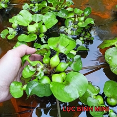 Bèo Tấm, Bèo Nhật, Bèo Rể Đỏ, Bèo Tai Chuột, Bèo Dâu Lọc Nước Hồ Cá, Bể Cá 7 Màu Tự Nhiên