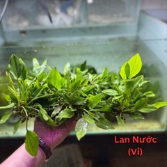 Cây Cắt Cắm Thuỷ Sinh Trang Trí Hồ Cá, Bể Cá Thuỷ Sinh [CẮT CẮM]