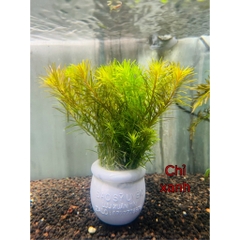 Cây Cắt Cắm Thuỷ Sinh Trang Trí Hồ Cá, Bể Cá Thuỷ Sinh [CẮT CẮM]
