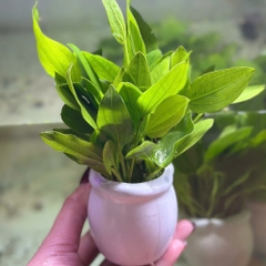 Tiểu Bảo Tháp, Trầu Thuỷ Sinh, Ráy Nana, Cây Cắt Cắm (Các Loại) Hồ Cá, Bể Cá Thuỷ Sinh