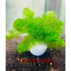 Cây Cắt Cắm Thuỷ Sinh Trang Trí Hồ Cá, Bể Cá Thuỷ Sinh [CẮT CẮM]
