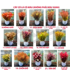 Tiểu Bảo Tháp, Trầu Thuỷ Sinh, Ráy Nana, Cây Cắt Cắm (Các Loại) Hồ Cá, Bể Cá Thuỷ Sinh